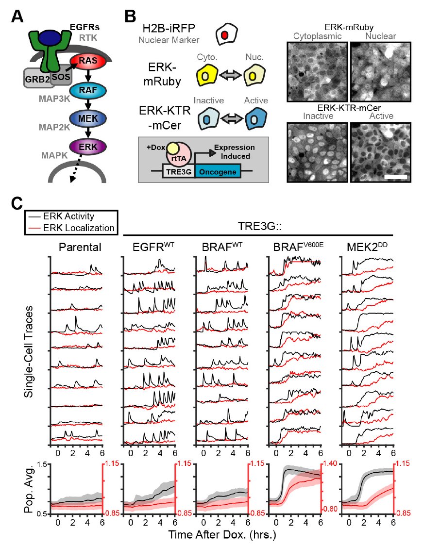 MAPK activity dynamics regulate non-cell autonomous effects of oncogene expression