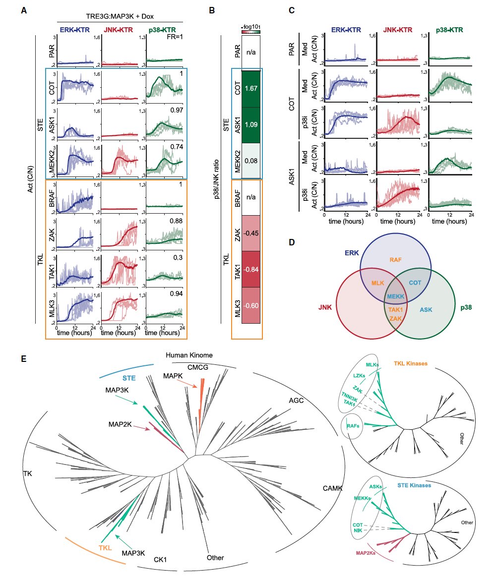 Systematic analysis of the MAPK signaling network reveals MAP3K-driven control of cell fate