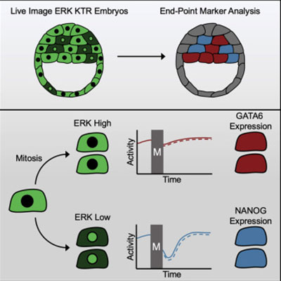 Cell-Cycle-Dependent ERK Signaling Dynamics Direct Fate Specification in the Mammalian Preimplantation Embryo.